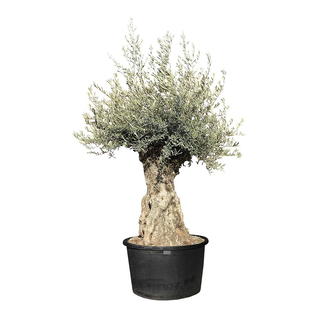Olivenbaum